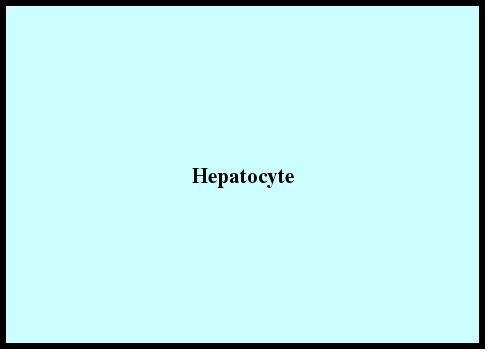 Hepatocyte