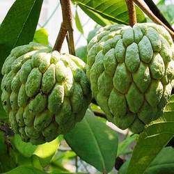 Fresh Custard Apples