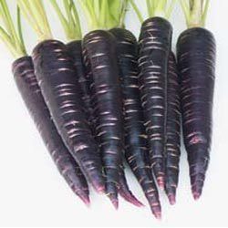 Anthocynine (Black Carrot)