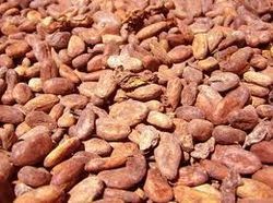 Cocoa Beans