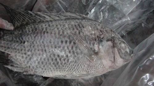 Frozen Tilapia Whole Round