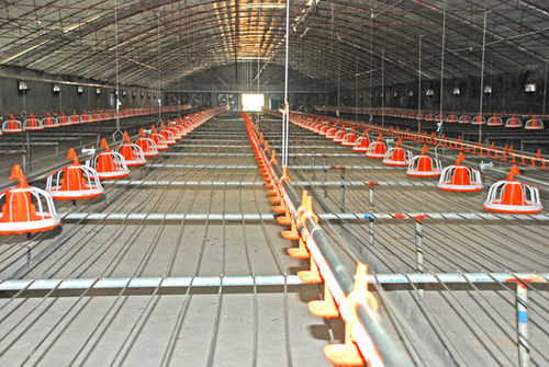 Automatic Broiler Chicken Breeding Equipment