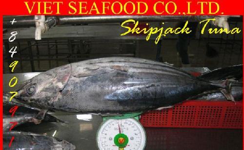 Frozen Skipjack Tuna