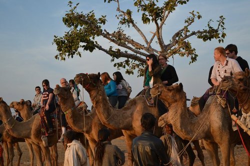 Rajasthan Wildlife Tours Service By Top Indian Holidays Private Limited