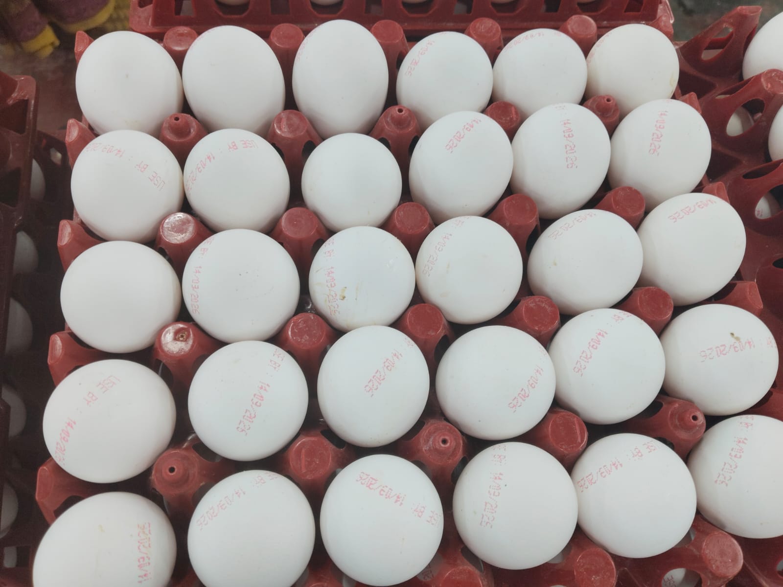 White Layer Eggs - Egg Origin: Chicken