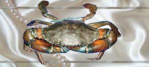 Live Mud Crab