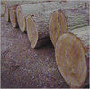 Timber Wood Log