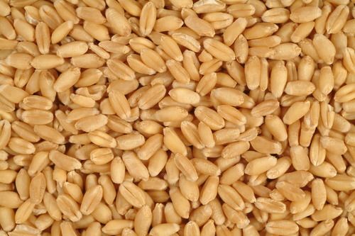 Global Wheat