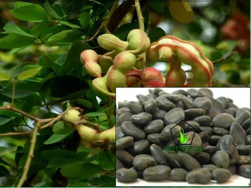 Vilayati Imli Fruit Tree Seeds (Pithecellobium Dulce)