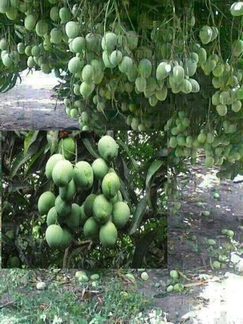 Growing Mango Paclobutrazol