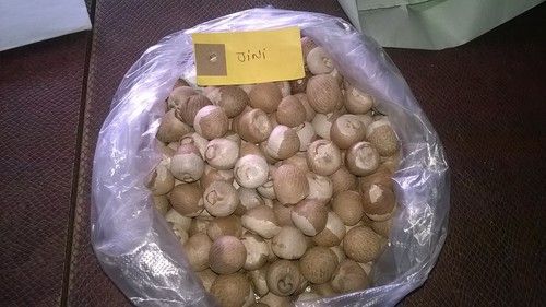 White Whole Dried Areca Nut
