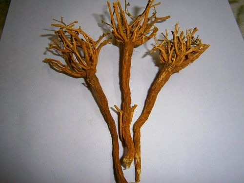 Senega Root