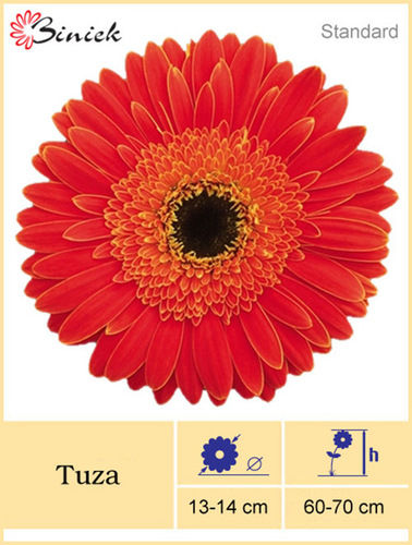 Red Gerbera Plants Tuza Flower 13-14 cm