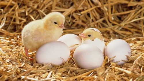 Nutrition Rich Broiler Hatching Egg