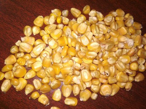 High Quality Yellow Maize