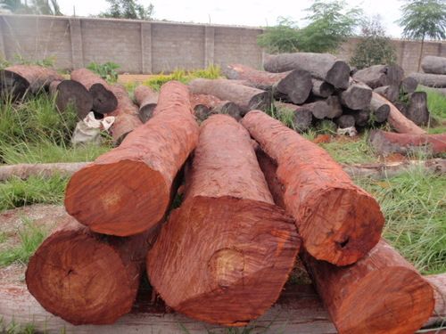 cost of red sandalwood per kg