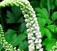 Natural Black Cohosh Extract