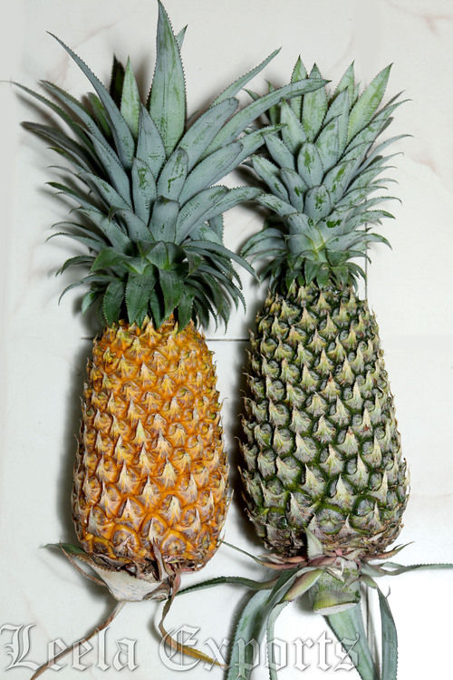 Fresh Pineapple