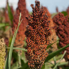 Sorghum Bicolor 