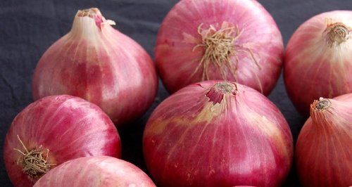Big Size Red Onion