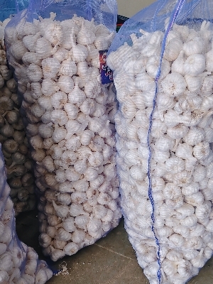 Safed Musli Extract - Pure Water Soluble Formula | Long Shelf Life, Pungent Aroma, International Quality Standard