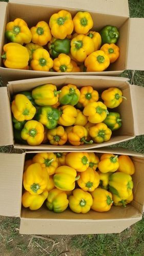 Yellow Capsicum - High-Quality Seeds, Advanced Cultivation Techniques, Hygienically Packed Freshness