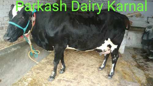Dhudharu Holstein Friesian Cow, Free from Any Diseases