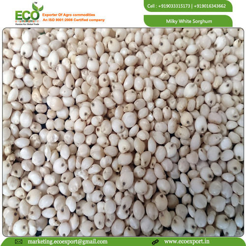 white sorghum