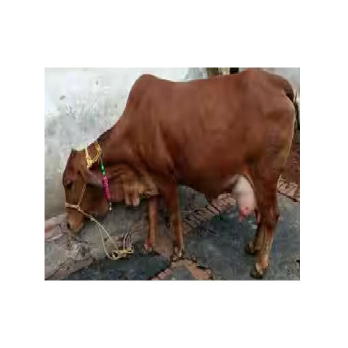 Dairy Sahiwal Cows