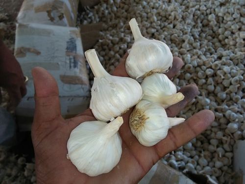 Fresh Pure Garlic