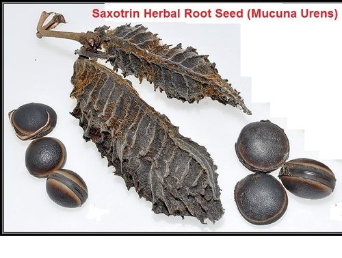 Saxotrin Herbal Root Seeds (Mucuna Urens)