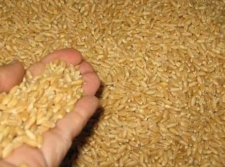 High Grade Wheat