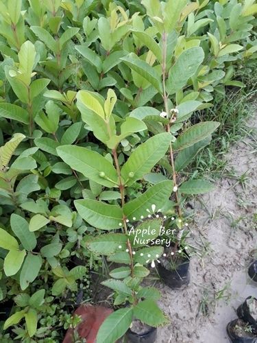  वीएनआर थाई 7 अमरूद के पौधे