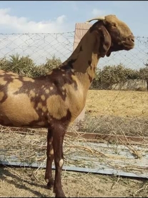 Female Sirohi Goat - 1 Year Old, 50 kg Weight, Brown Chocolate Color | Compact Medium-Sized Breed for Farming