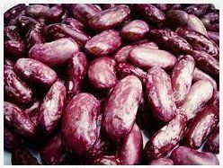 Kidney Beans - Superior Quality, Nutritious and Highly Qualitative Legumes for Versatile Culinary Use