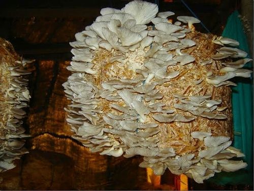 Dry Oyster Mushrooms