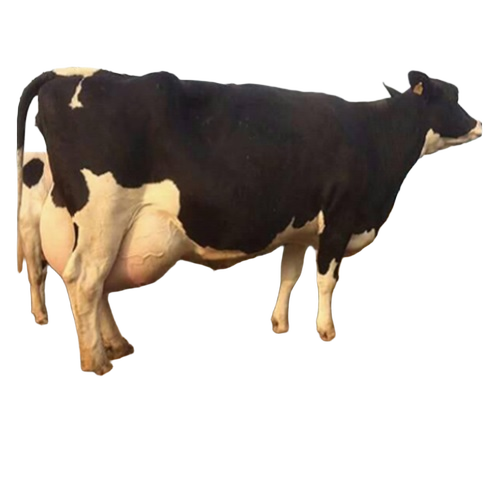 Hf Cow - Color: Black And White