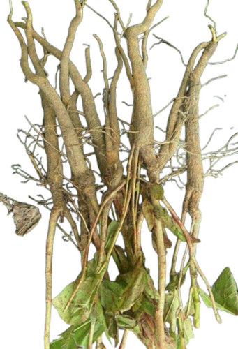 Teak Root (Stump)