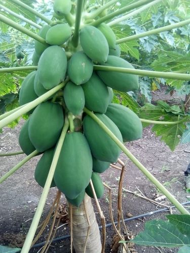 Papaya Seeds