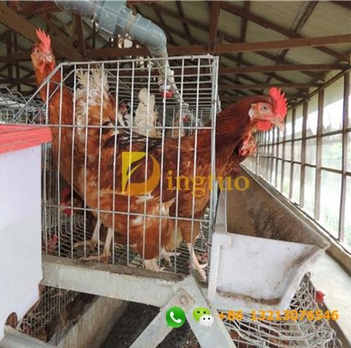 Hot Galvanized 3 Tiers Of 90 Birds Layer Chicken Cage