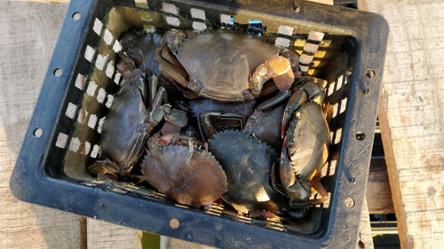 Soft Shell Crabs