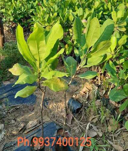 Cashew Graft Plants