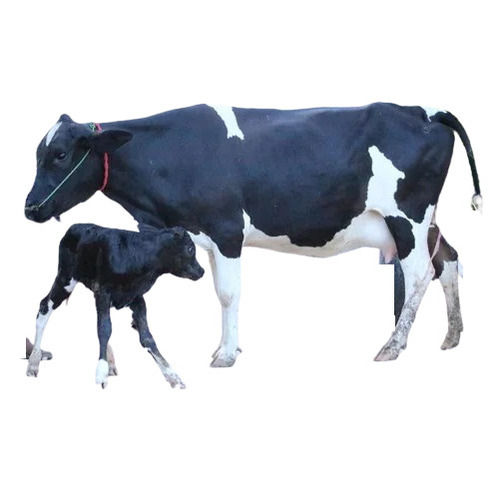 Hf Cow