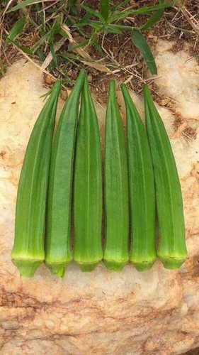 Preserved Okra Seedshybrid And Op