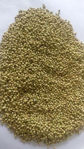 Single Parrot Quality Coriander Seed