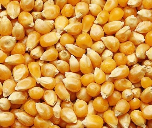 High Grade Yellow Maize