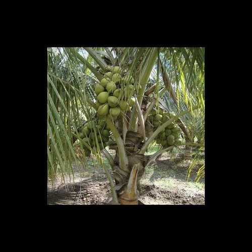 High Yielding Hybrid Coconut Seedling