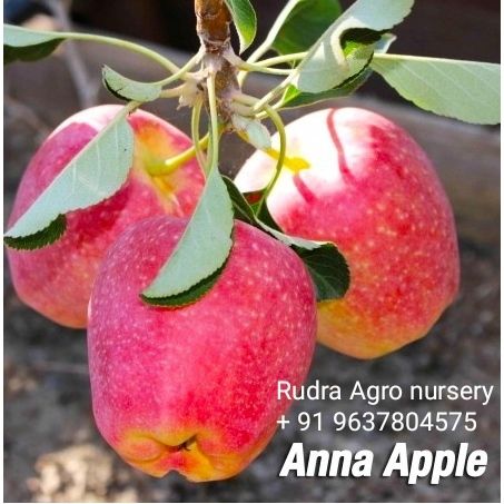 Red Anna Apple Fruit Plant