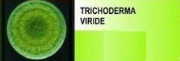 Trichoderma Viride Wp