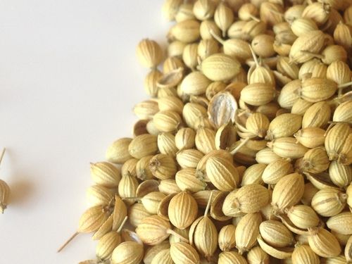 Indian Dry Coriander Seed